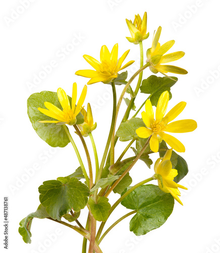Bouquet of yellow flowers (Ficaria verna) isolated on white background photo