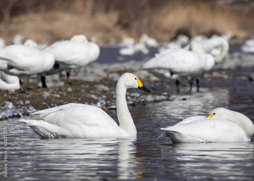 Obraz premium swans on the lake