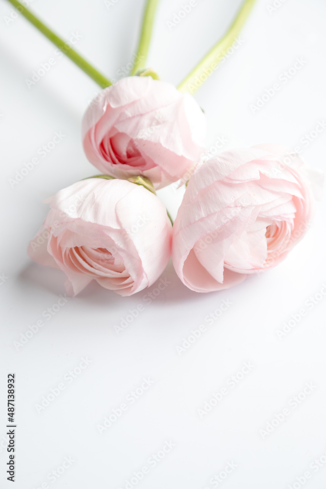 three pink flowers of Persian buttercup lie on a white background three pink flowers of Persian buttercup lie on a white background