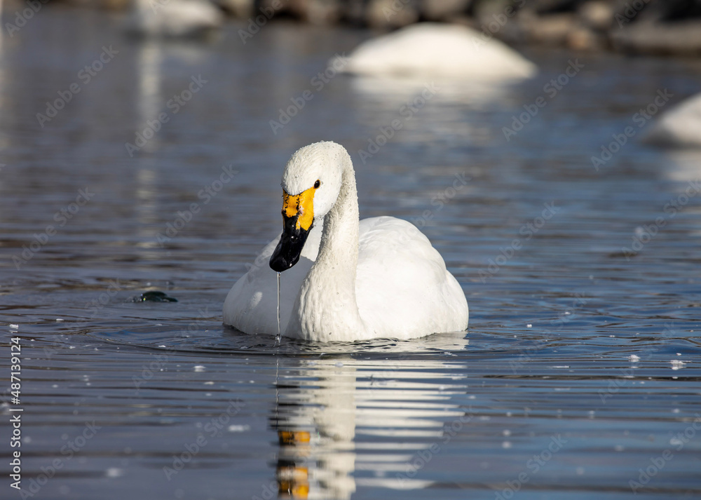 Naklejka premium mute swan cygnus olor