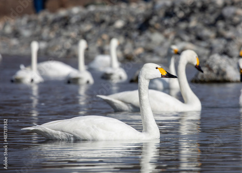 swan on the lake