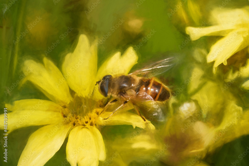 Digital painting of a Bee, or Honeybee, Apis Mellifera collecting pollen from a yellow flower. Digital painting of a Bee, or Honeybee, Apis Mellifera collecting pollen from a yellow flower.