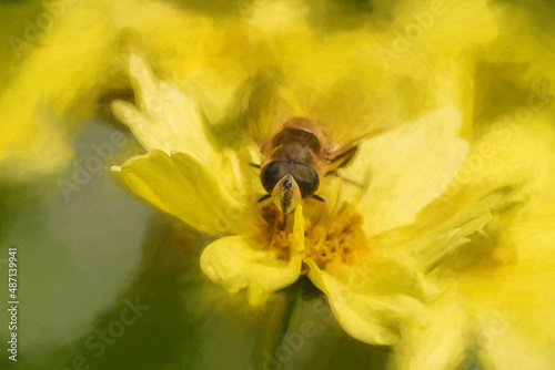 Digital painting of a Bee, or Honeybee, Apis Mellifera collecting pollen from a yellow flower.