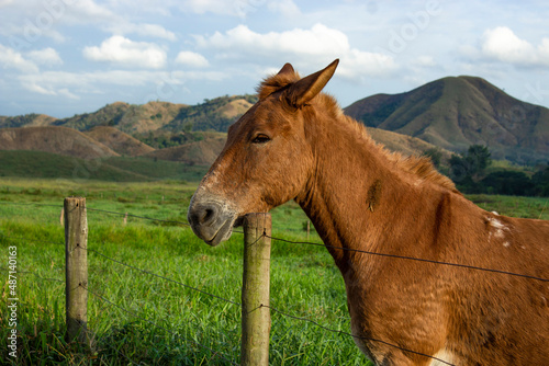 horse in the meadow