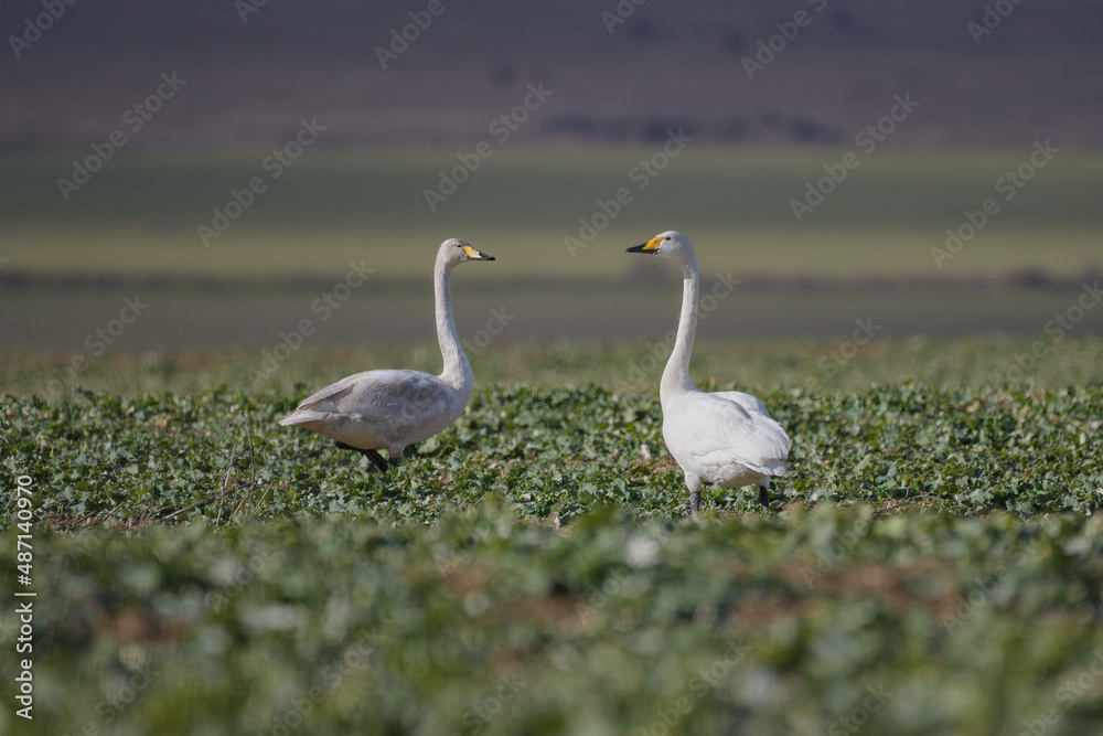 Swans walking on a colza field. Bird: whooper swan, Cygnus cygnus Swans walking on a colza field. Bird: whooper swan, Cygnus cygnus