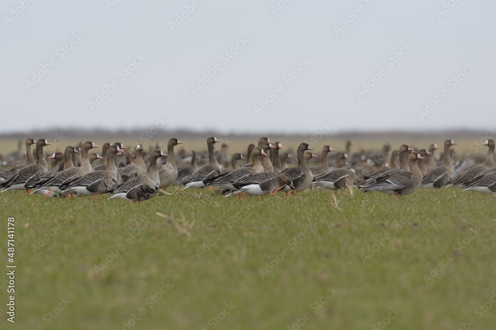 Bird: greater white-fronted goose, Anser albifrons Bird: greater white-fronted goose, Anser albifrons