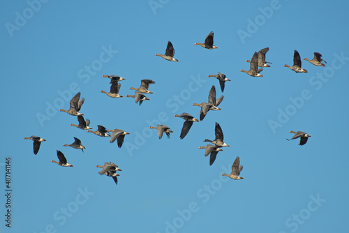 Bird: greater white-fronted goose, Anser albifrons © day2dudu
