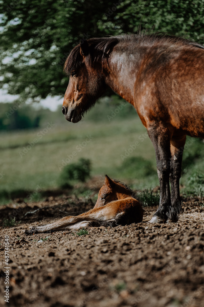Fototapeta premium Junge Islandpferde auf der Weide