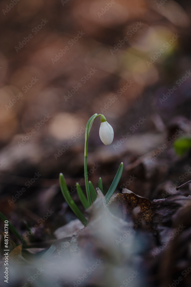 wild white snowdrops growing from the forest ground