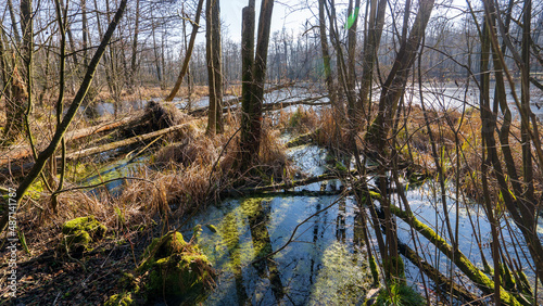 Fototapeta Naklejka Na Ścianę i Meble -  Puszcza Bieniszewska - kompleks leśny w powiecie konińskim w gminie Kazimierz Biskupi.