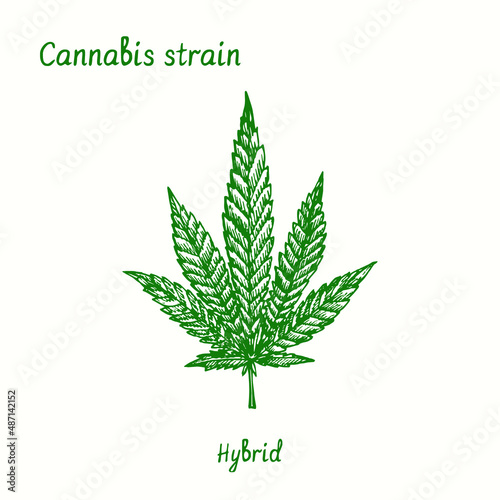 Cannabis strain. Hybrid. Ink black and white doodle drawing.