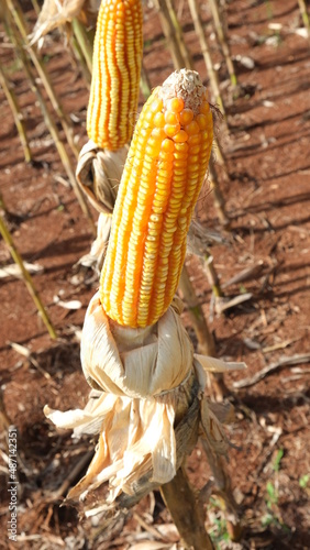 corn on the cob exposed on the plant. Agronomist photography.