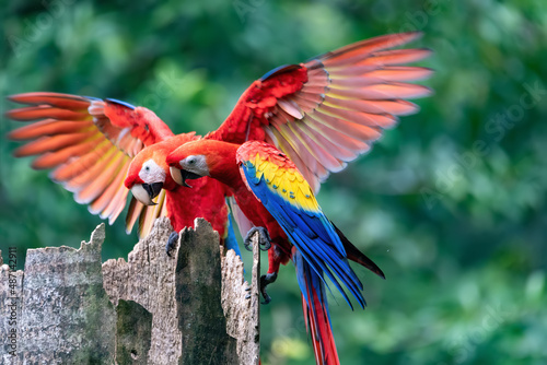 Scarlet macaw (Ara macao), couple sitting at the entrance to their nest in the hollow of a tree trunk. Quepos, Wildlife and birdwatching in Costa Rica. © ArtushFoto