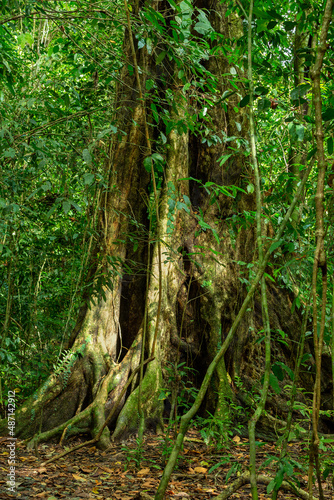 Tree and trunks in dense tropical jungle rain forest  majestic tree with   Parque Nacional Manuel Antonio  Costa Rica wilderness landscape