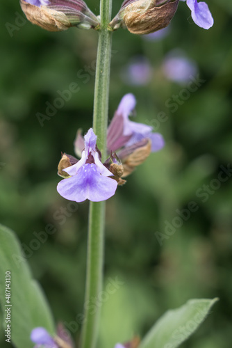 sage flower