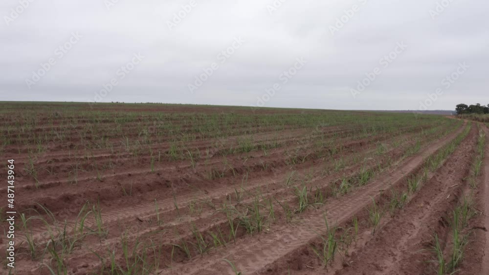 sugar cane farm filmed by a drone - horizontal sugar cane farm filmed by a drone - horizontal