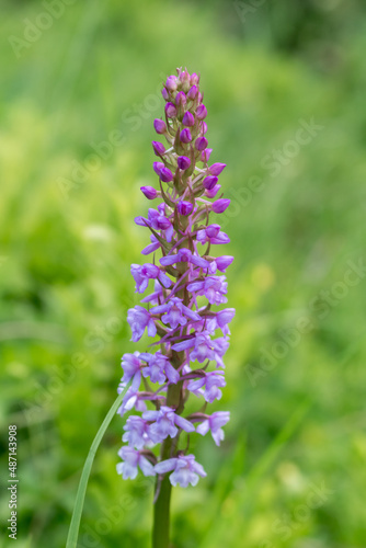 orchis flower