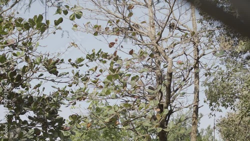 Slider movement of Woolly Spider monkeys having fun jumping between trees photo