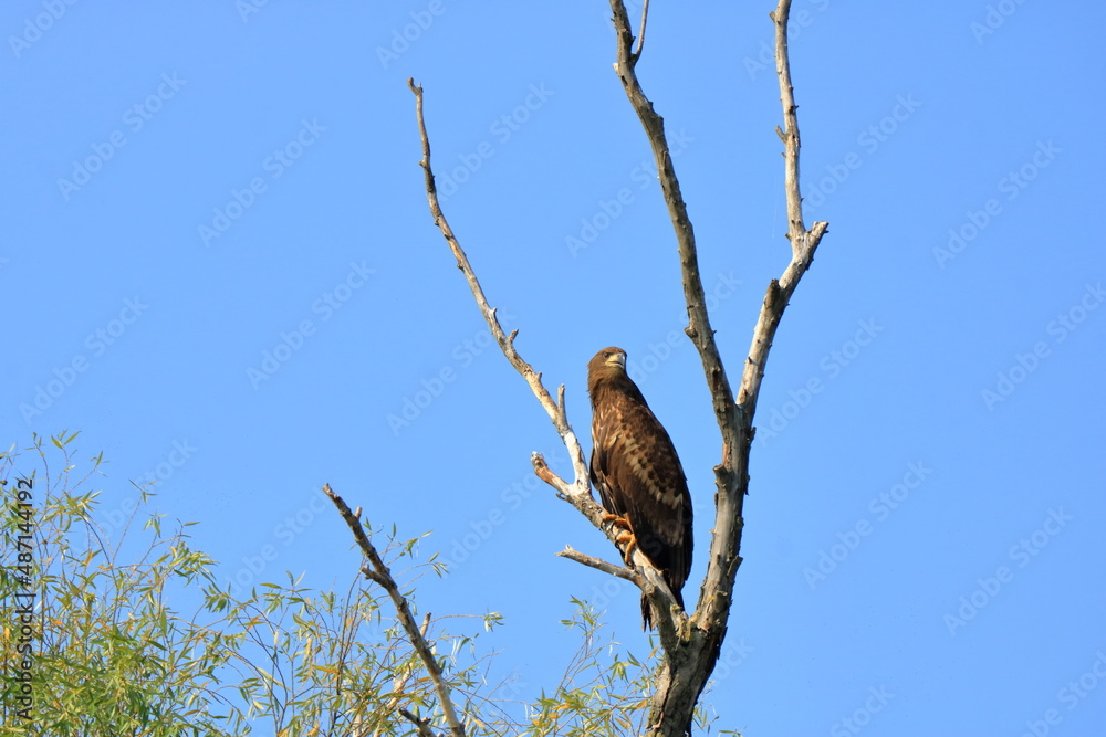 white tailed eagle in Danube Delta Romania white tailed eagle in Danube Delta Romania