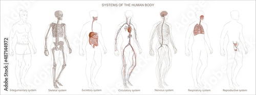 The illustration Human Body Systems: Circulatory, Skeletal, Nervous, Digestive systems. Full-length isolated image diagram of man male vector.