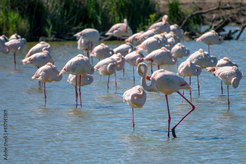 Close-up of a flock of Greater Flamingos (Phoenicopterus roseus) in the Camargue, Bouches du Rhone, South of France