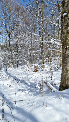 Winterwald, Bäume, Schnee