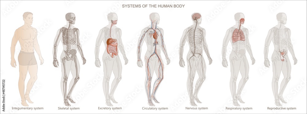 The illustration Human Body Systems: Circulatory, Skeletal, Nervous, Digestive systems. Full-length isolated image diagram of man male vector.