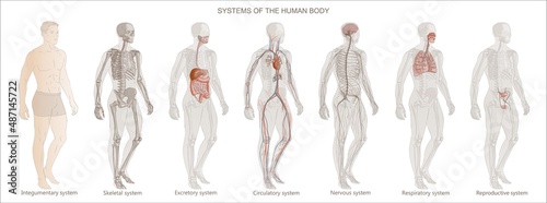 The illustration Human Body Systems: Circulatory, Skeletal, Nervous, Digestive systems. Full-length isolated image diagram of man male vector.