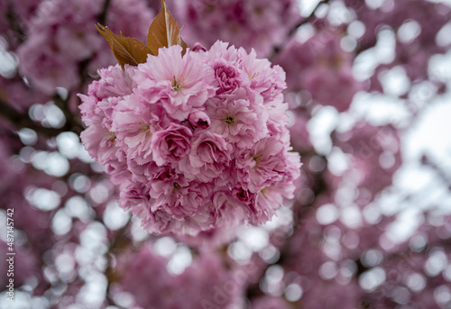 Große rosa Blüte