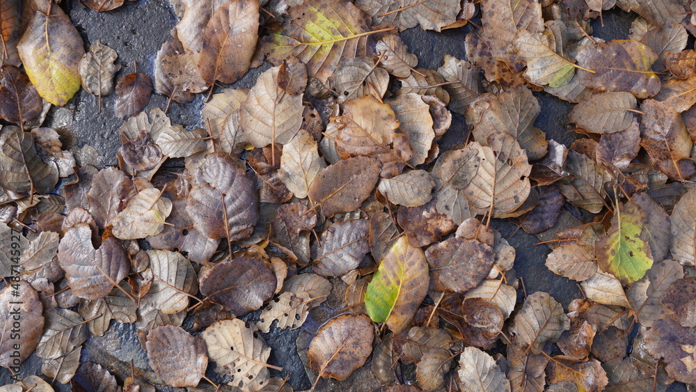 Fallen leaves on stones and in puddles of water. Close-up shooting fallen autumn leaves, natural background. Top view. Fallen leaves on stones and in puddles of water. Close-up shooting fallen autumn leaves, natural background. Top view.