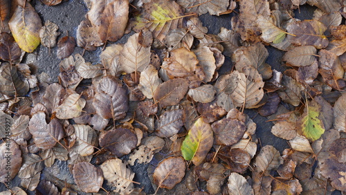 Fallen leaves on stones and in puddles of water. Close-up shooting fallen autumn leaves, natural background. Top view.