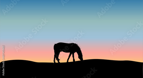 Horse grazing in pasture in sunset light