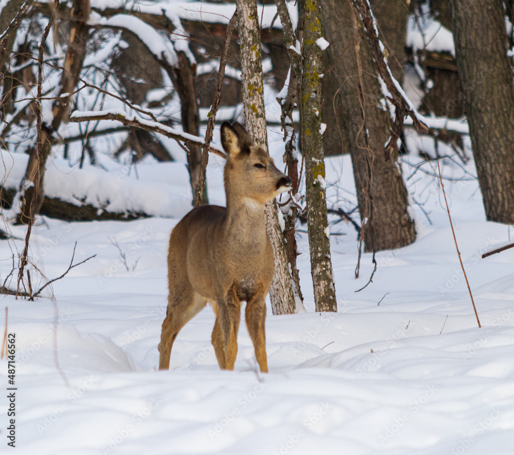 roe deer roe deer