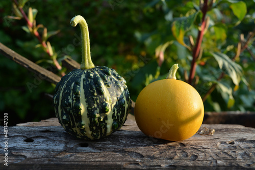 Two decorative pumpkins lie on an unpainted wooden table in the garden against a background of green branches. Beautiful summer still life. Harvest.