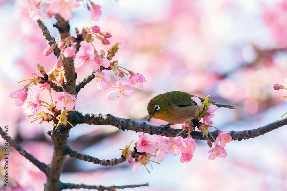 Japanese White-eye and Cerasus lannesiana Carriere at Shibuya, Tokyo, Japan Japanese White-eye and Cerasus lannesiana Carriere at Shibuya, Tokyo, Japan