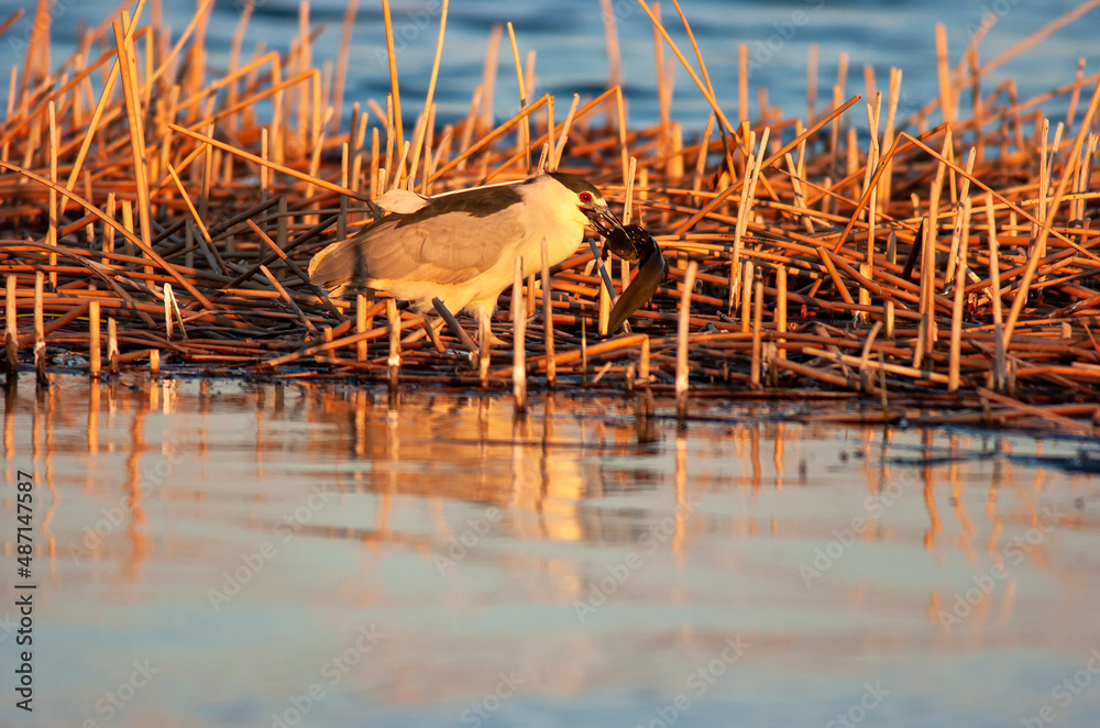 Blackcrowned NightHeron (Nyticorax nyticorax) with dinner at Lake