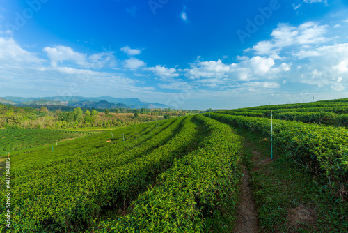 The tea plantations background   Tea plantations in morning light 