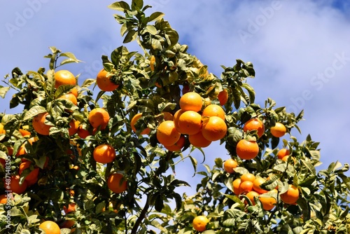 Oranges and leaves hanging on the tree