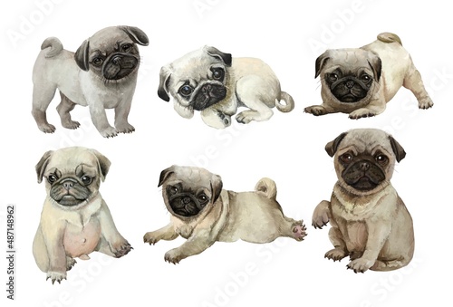 group of puppies pug 