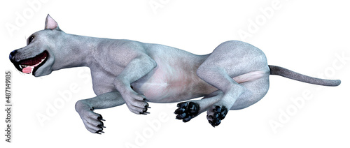 3D Rendering Blue Grat Dane Dog on White