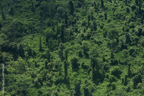 forest in the mountains