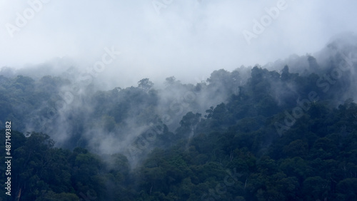 tropical forest landscape and mist in the mountains,global climate change concept.
