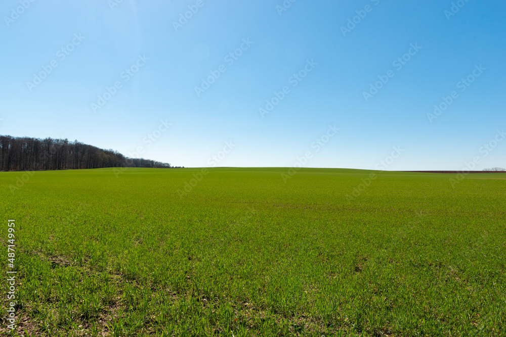 Fototapeta premium green field and blue sky