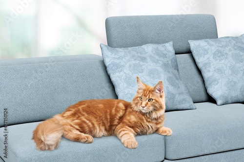 An adult cute cat lies on its paw on a sofa