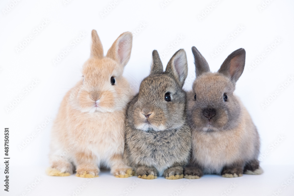 Group of brown cute baby rabbits sitting isolated on white background. Lovely three young brown rabbits sitting.