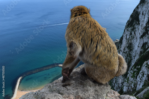 Wild barbary macaque or called simply Gibraltar monkeys sitting on the Rock