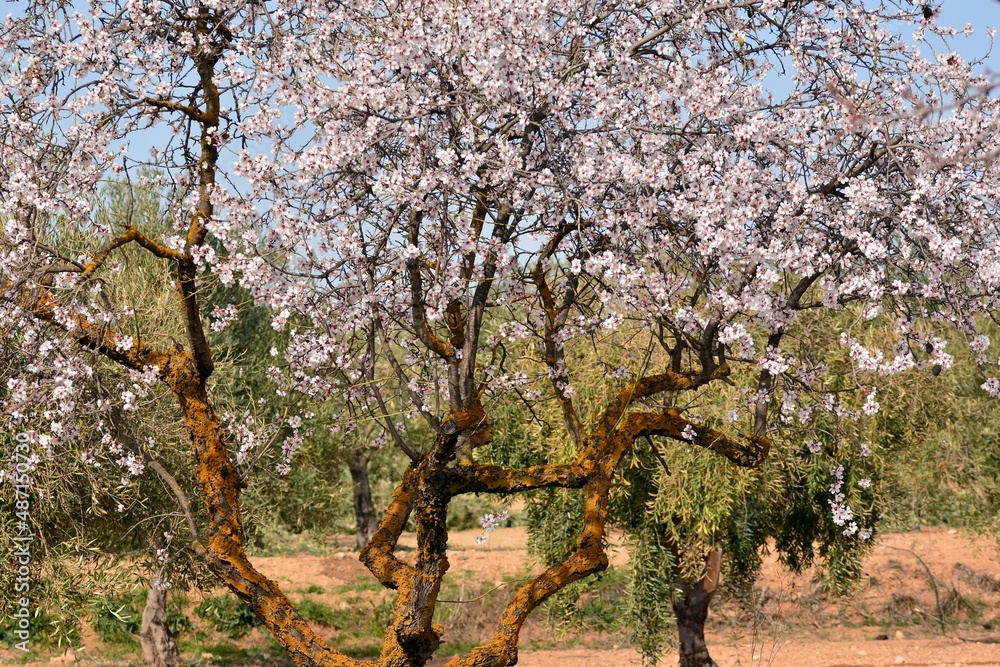Campo de almendros en flor en febrero, sur de España Campo de almendros en flor en febrero, sur de España