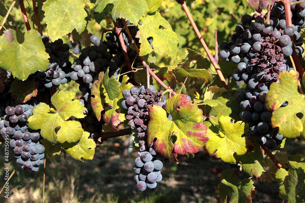 Fototapeta premium Dettaglio della vendemmia 2021 a Barolo