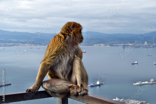 Wild barbary macaque or called simply Gibraltar monkeys sitting on the Rock © adam88xx