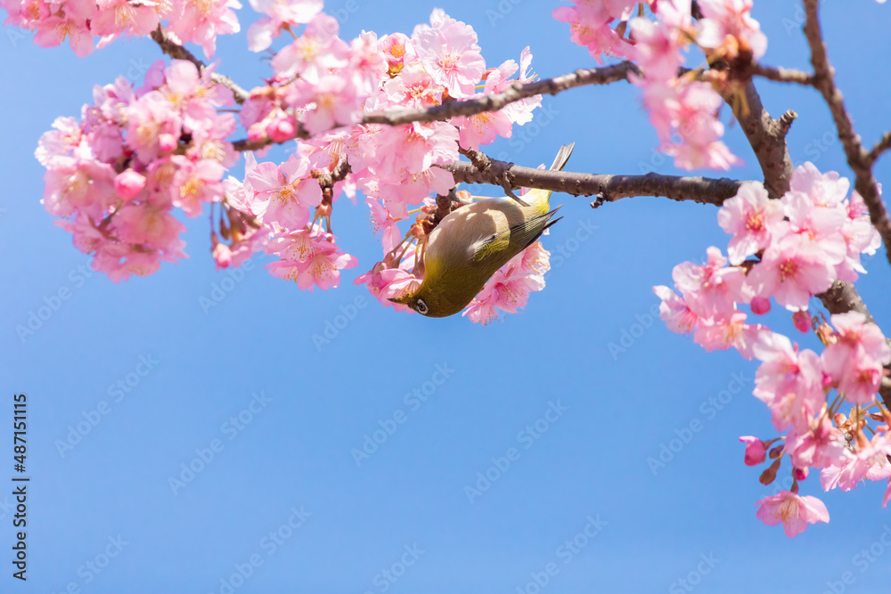 Japanese White-eye and Cerasus lannesiana Carriere at Shibuya, Tokyo, Japan Japanese White-eye and Cerasus lannesiana Carriere at Shibuya, Tokyo, Japan